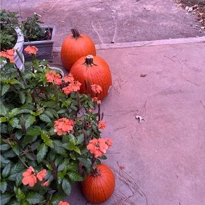 Meet your Posher, Riley